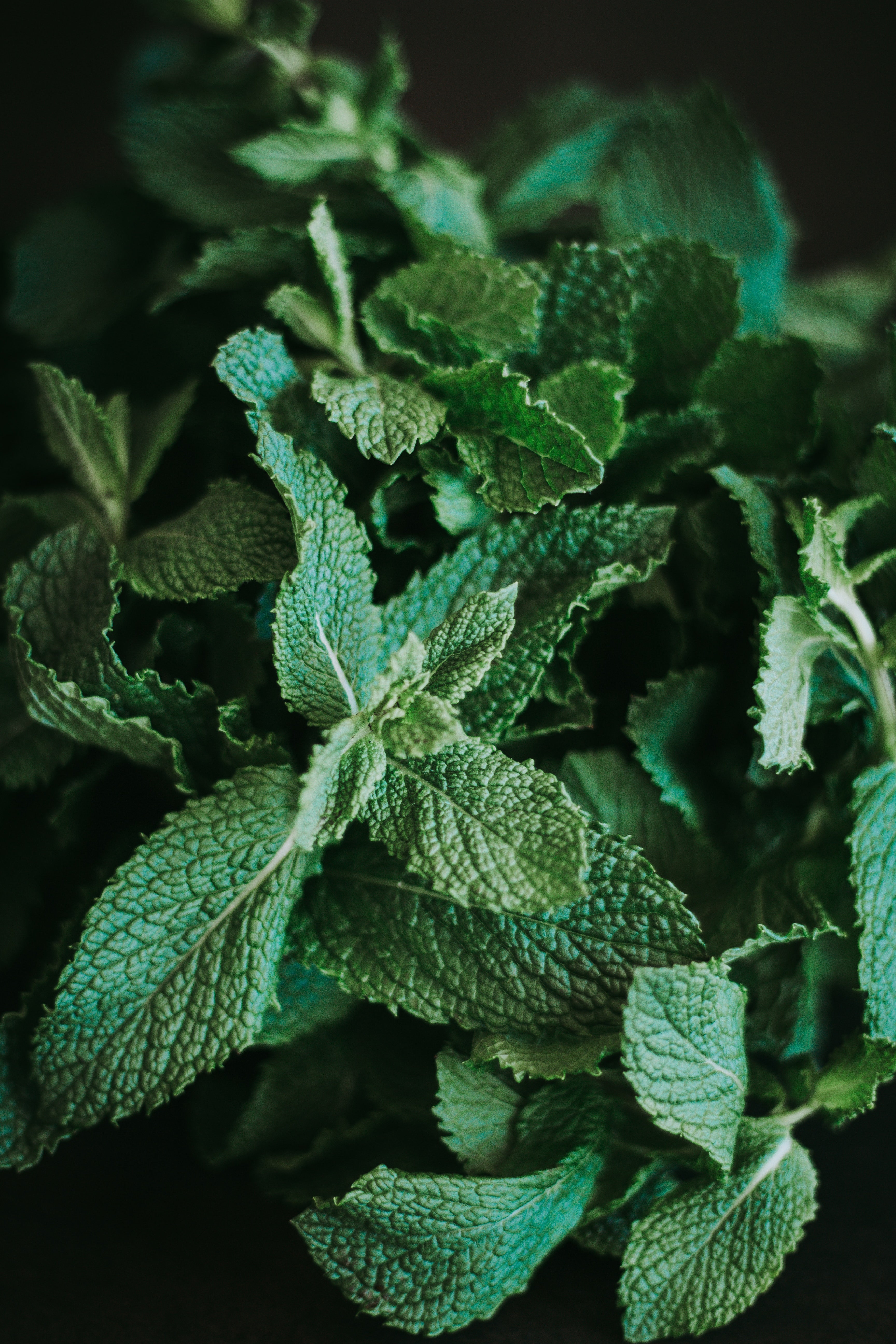 Real World Revive Hand Cream - Horopito, Cucumber & Mint 75ml **Pre Order**